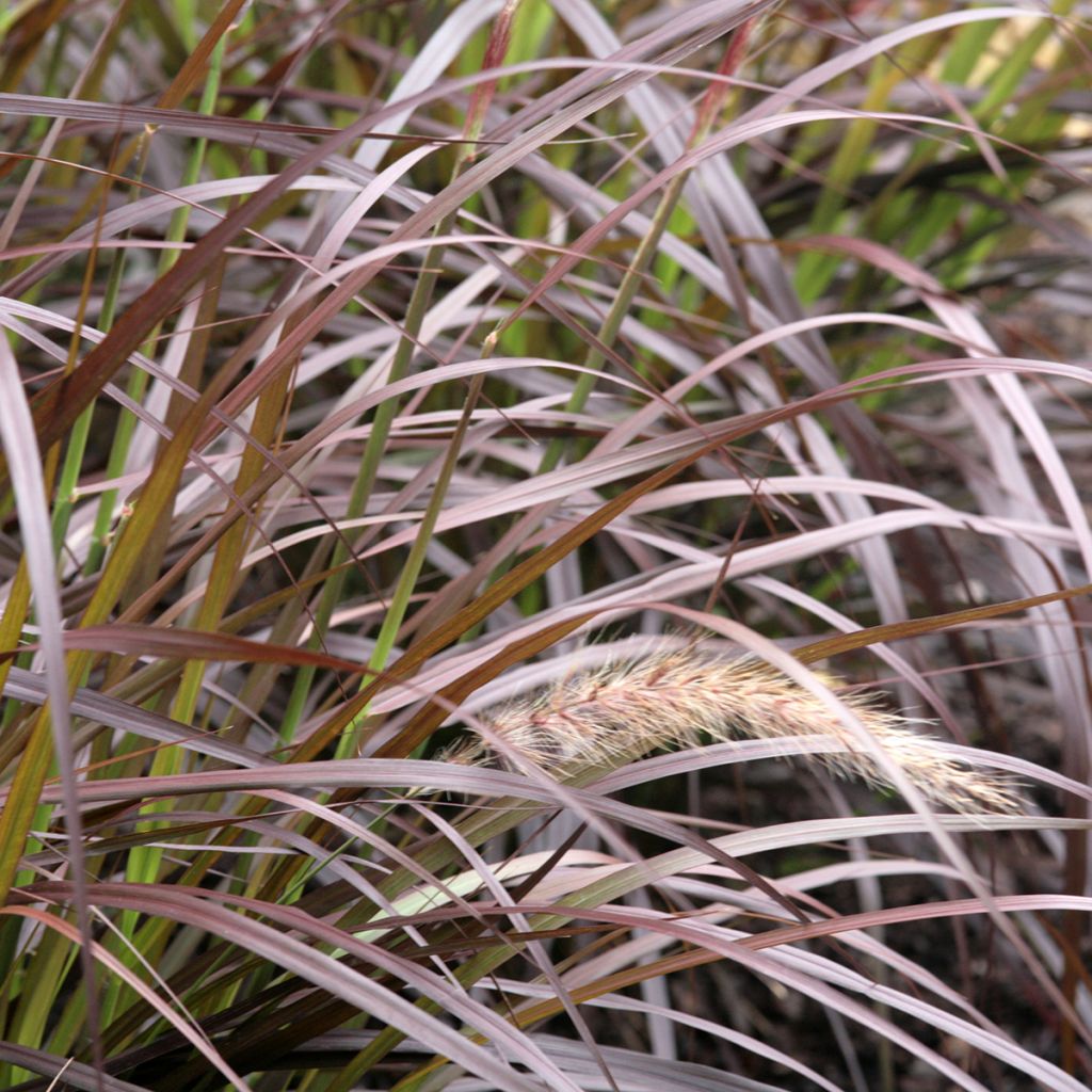 Arabiansulkahirssi Rubrum