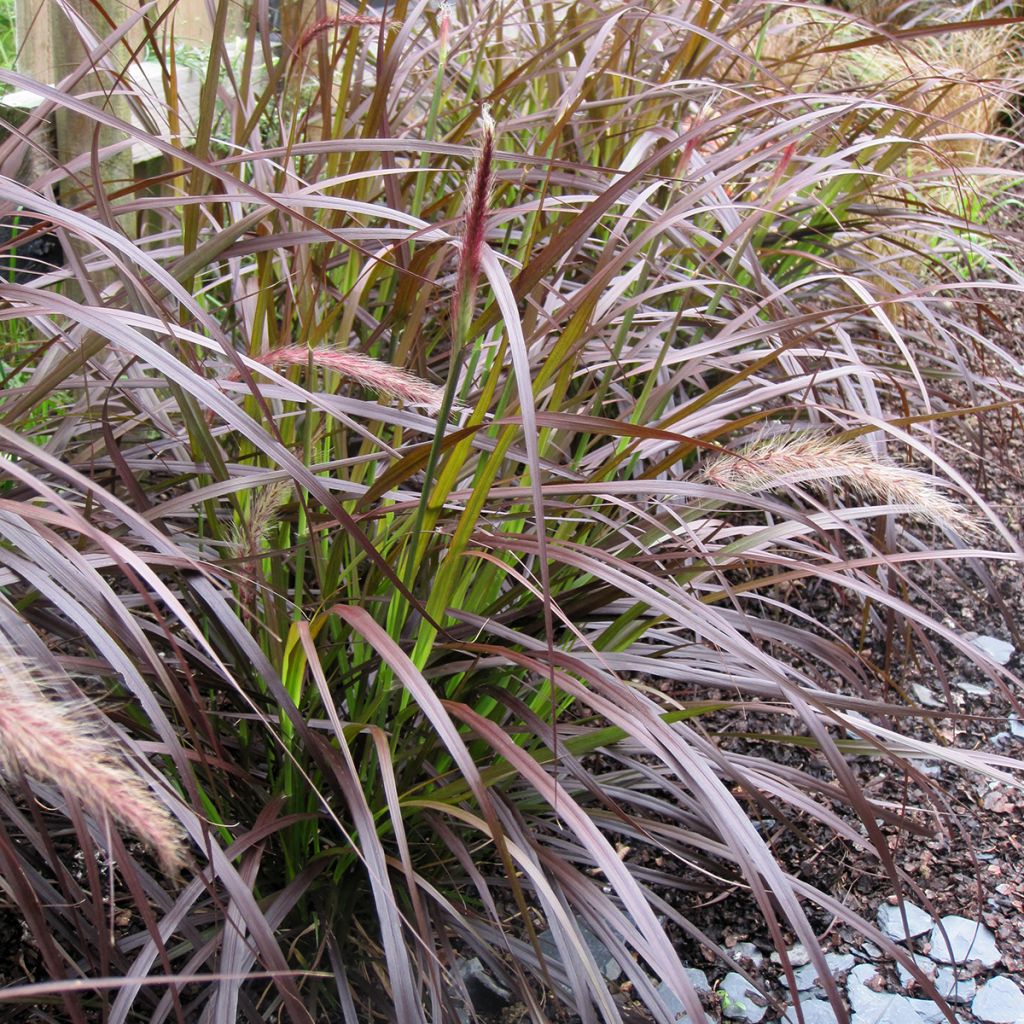 Arabiansulkahirssi Rubrum