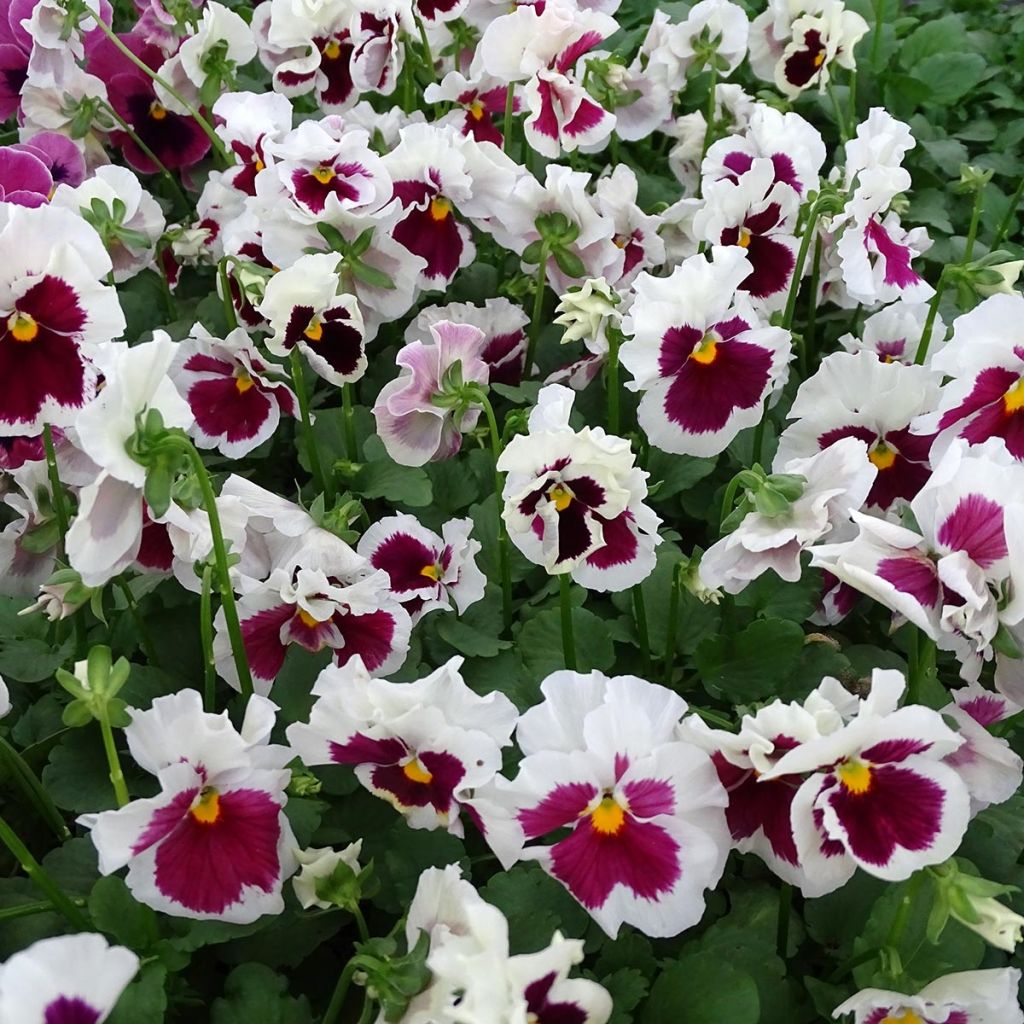 Tarhaorvokki F1 Carrera Rose Blotch
