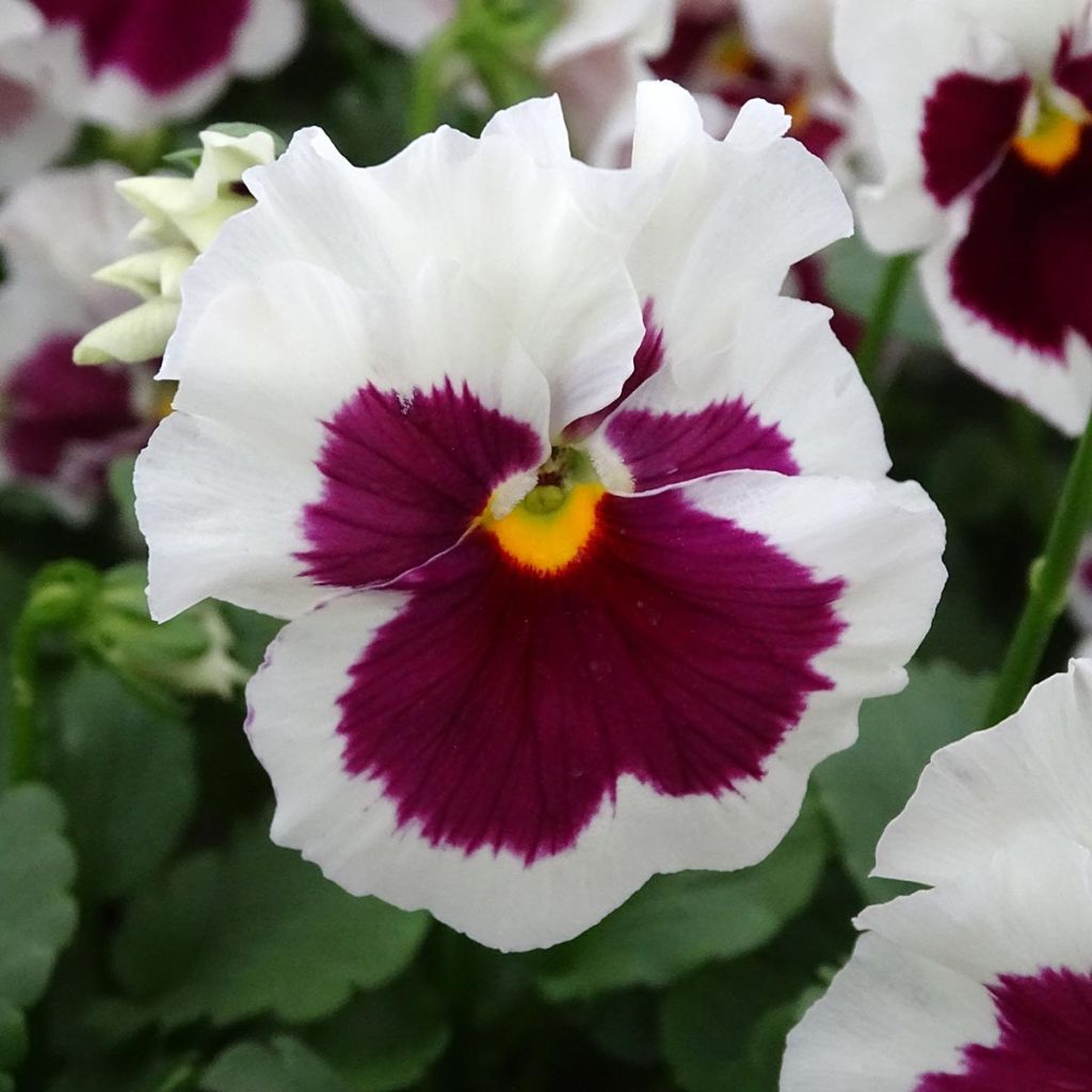 Tarhaorvokki F1 Carrera Rose Blotch