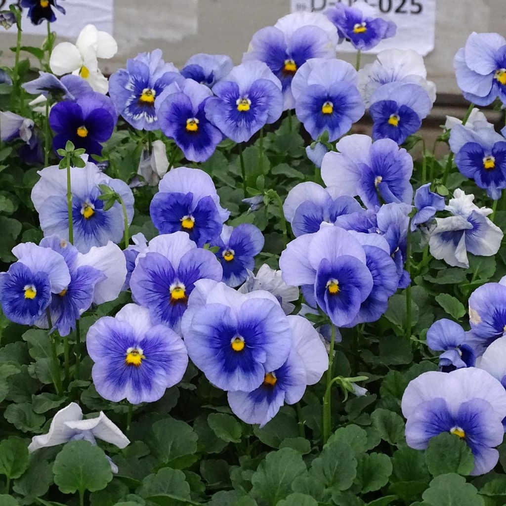 Tarhaorvokki inspire Metallic Blue Blotch
