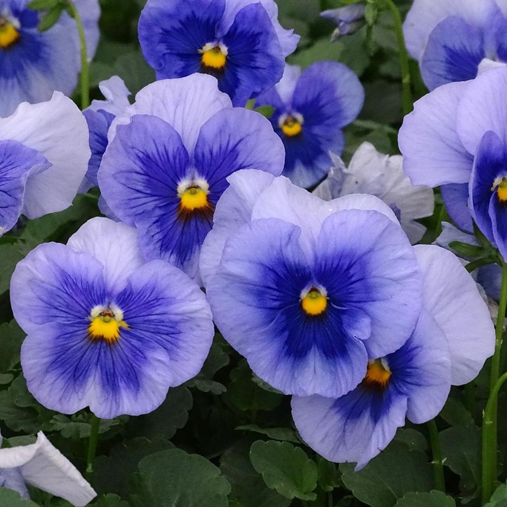Tarhaorvokki inspire Metallic Blue Blotch