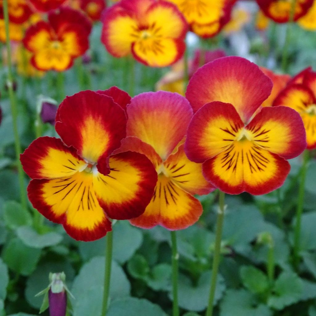 Tarhaorvokki Ultima Radiance F1 Red