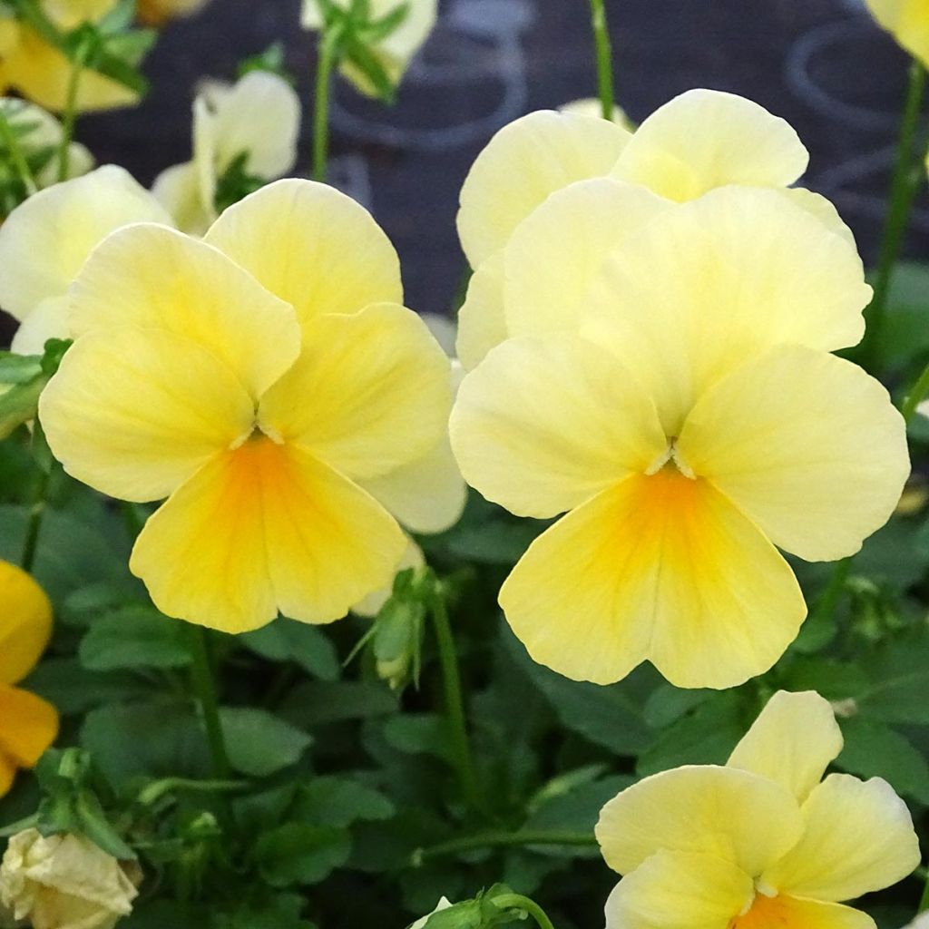 Tarhaorvokki Cool Wave Lemon