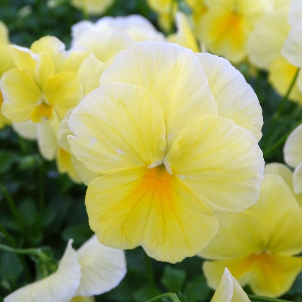 Tarhaorvokki Cool Wave Lemon