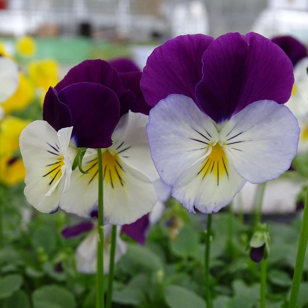 Tarhaorvokki VIOLET WING