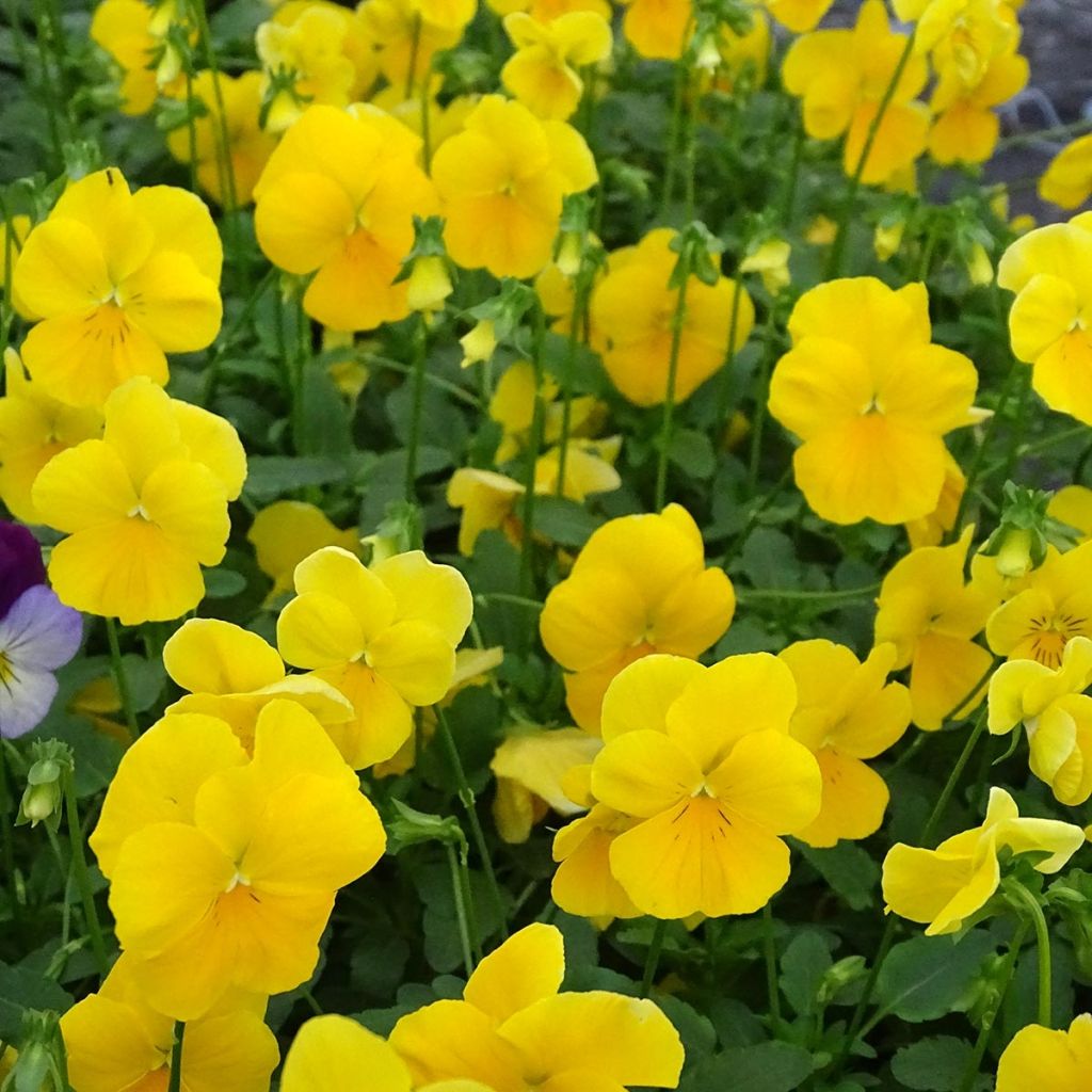 Tarhaorvokki Cool Wave Yellow