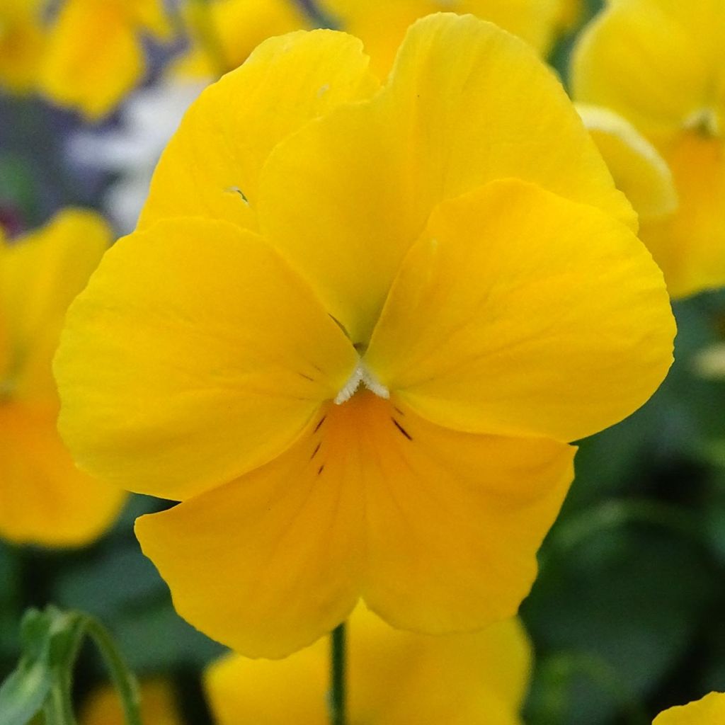 Tarhaorvokki Cool Wave Yellow