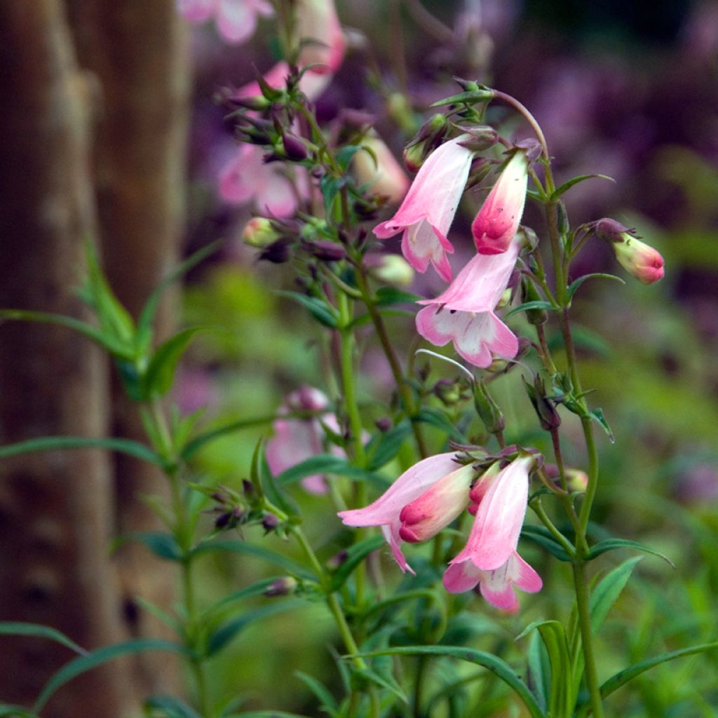 Pipo Apple Blossom