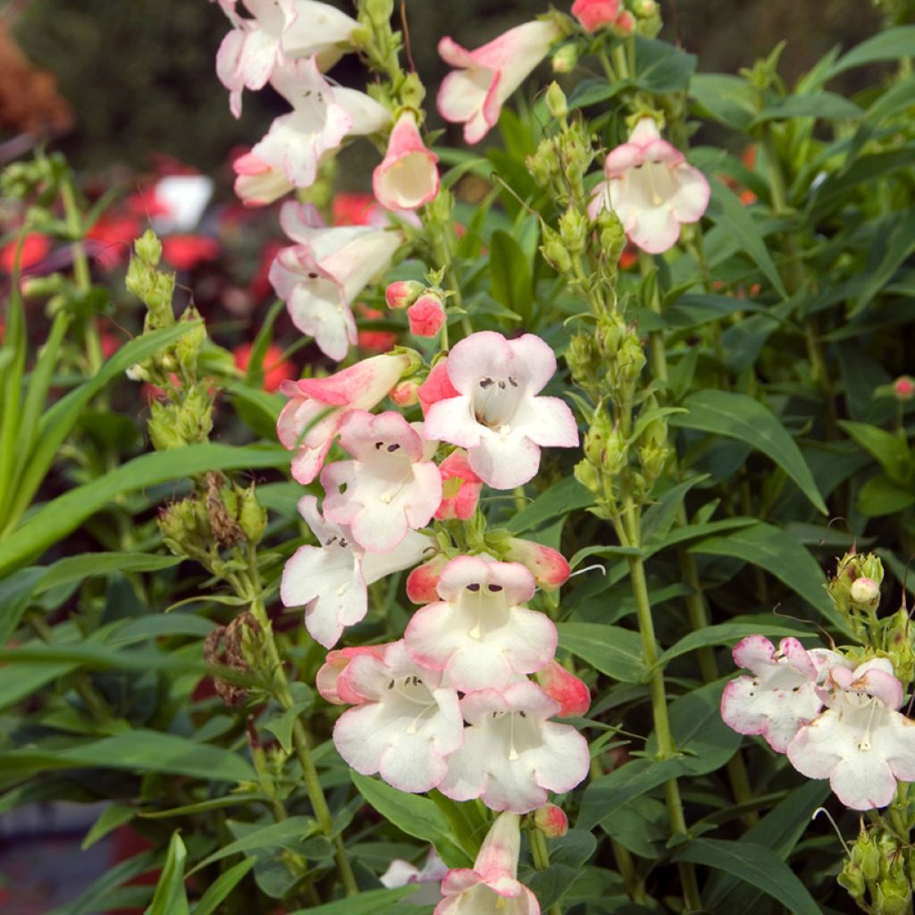 Pipo Apple Blossom
