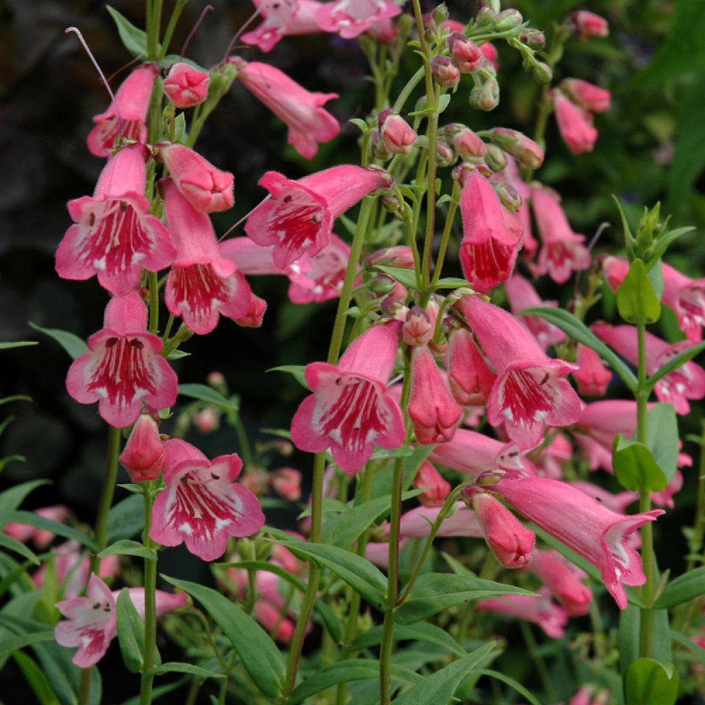 Pipo Hewell Pink Bedder