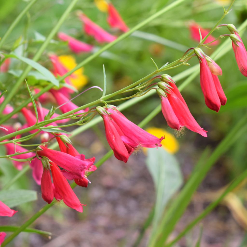Punapipo Coccineus