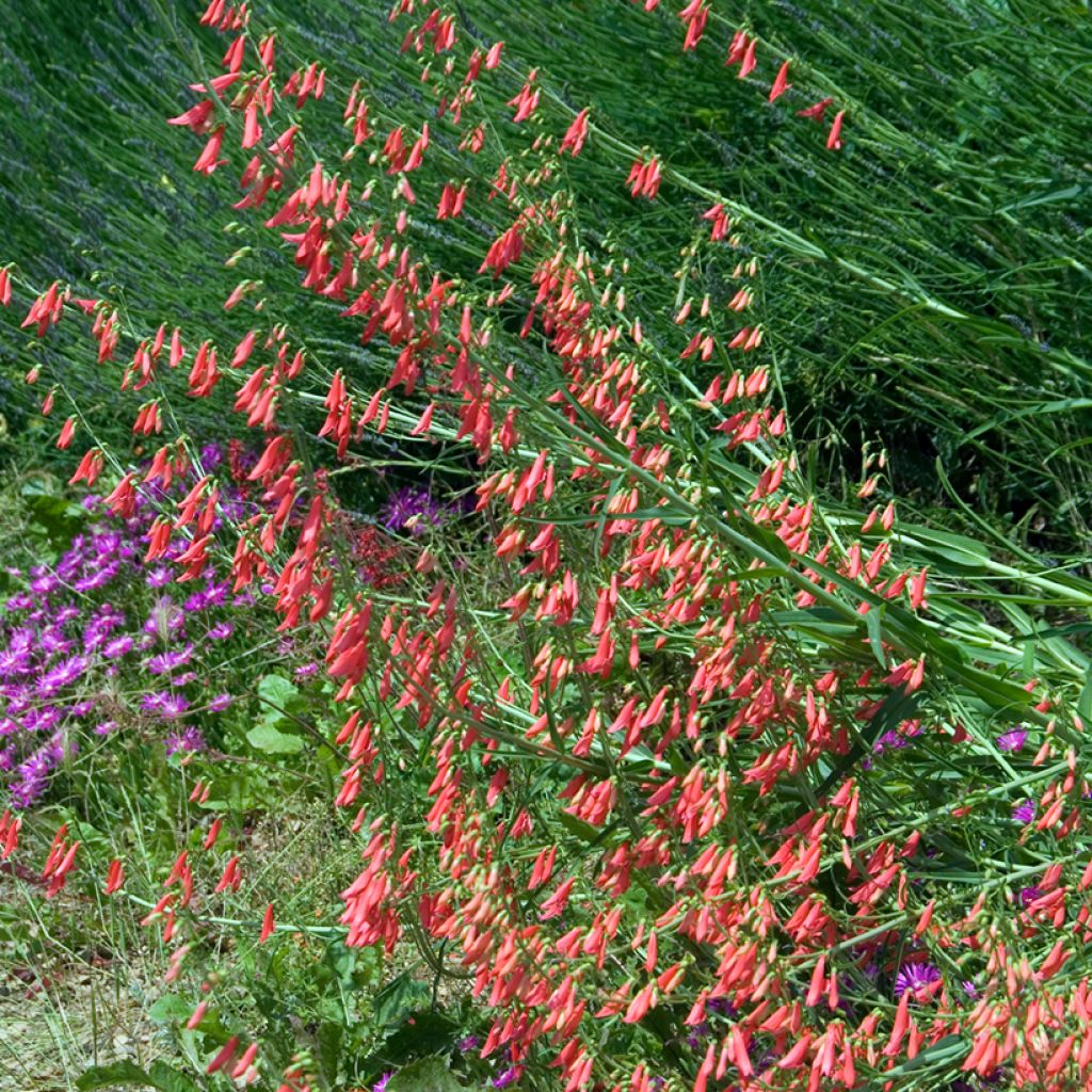 Punapipo Coccineus
