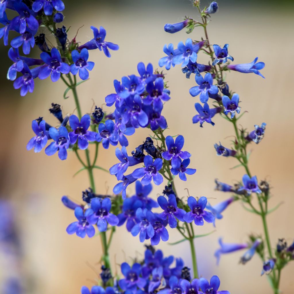 Pipo - Penstemon mensarum