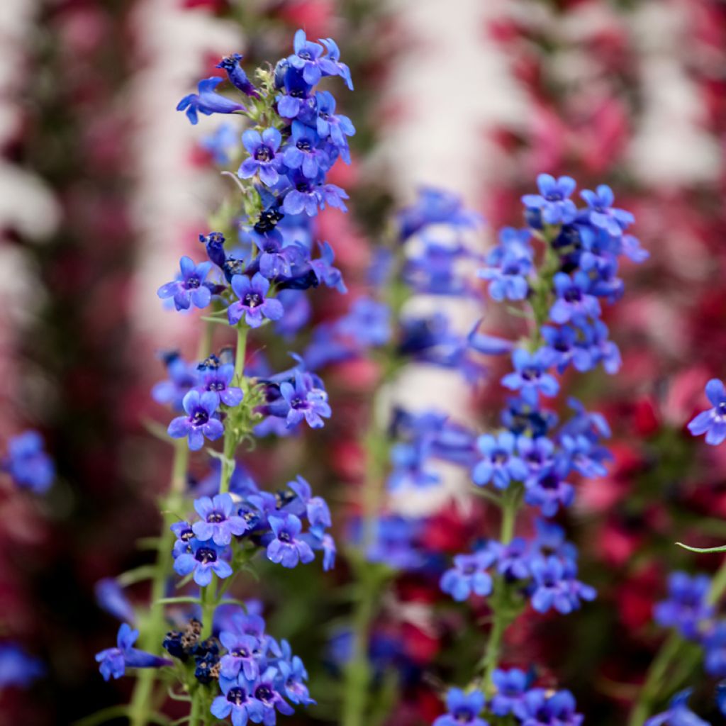 Pipo - Penstemon mensarum
