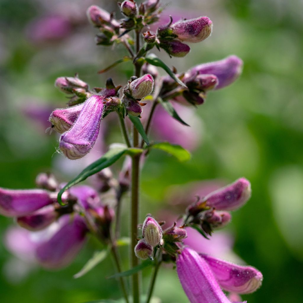 Carolinanpipo - Penstemon smallii
