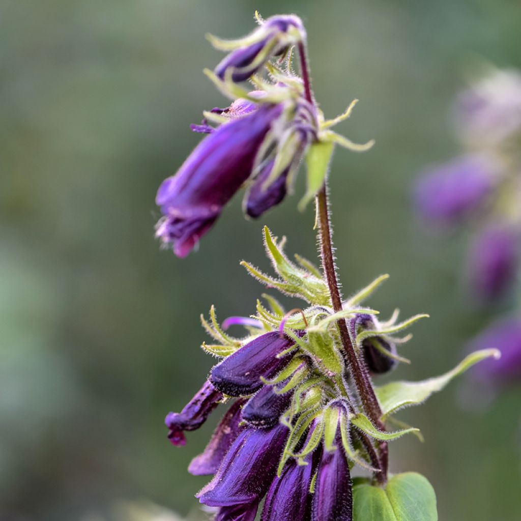 Pystypipo - Penstemon strictus