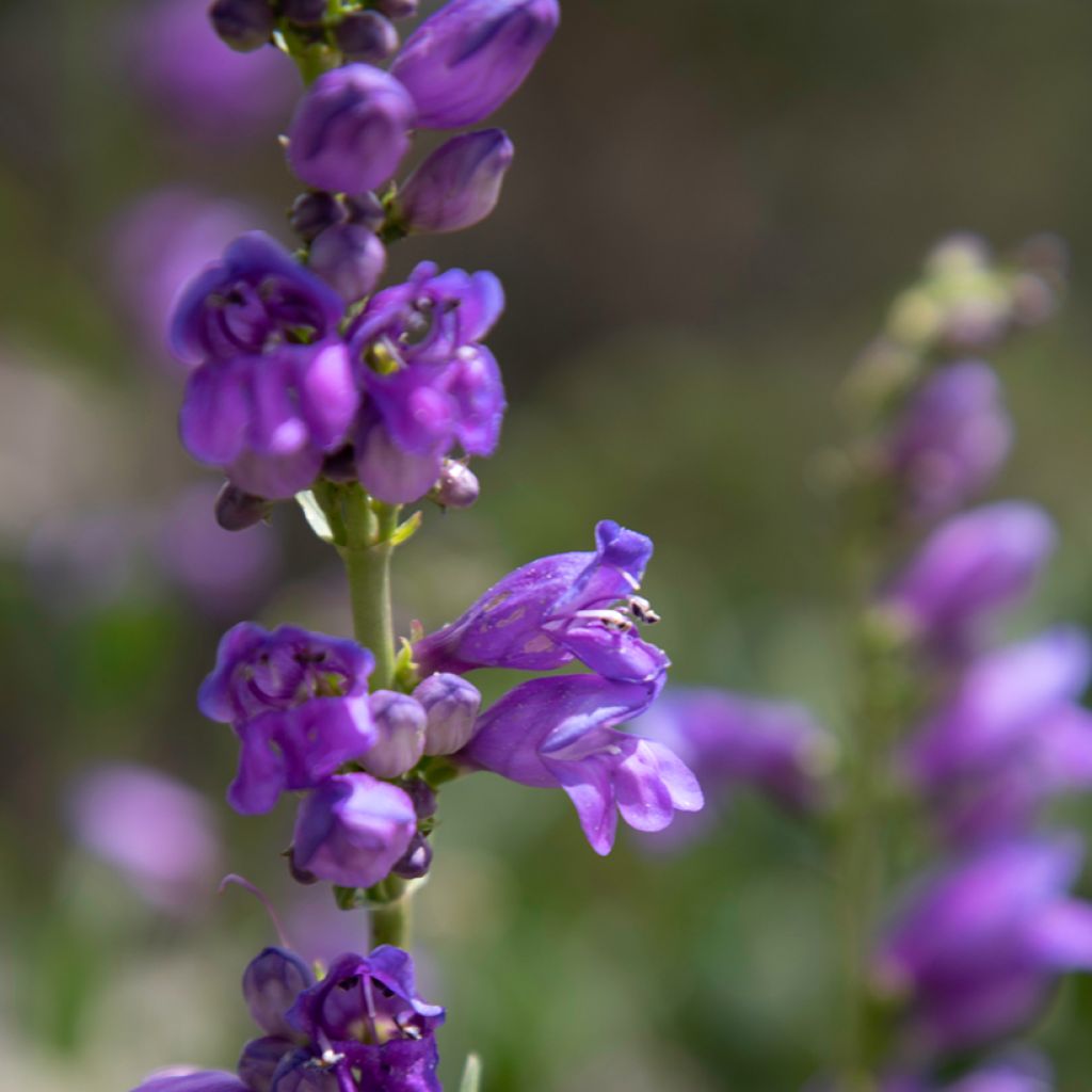 Pystypipo - Penstemon strictus