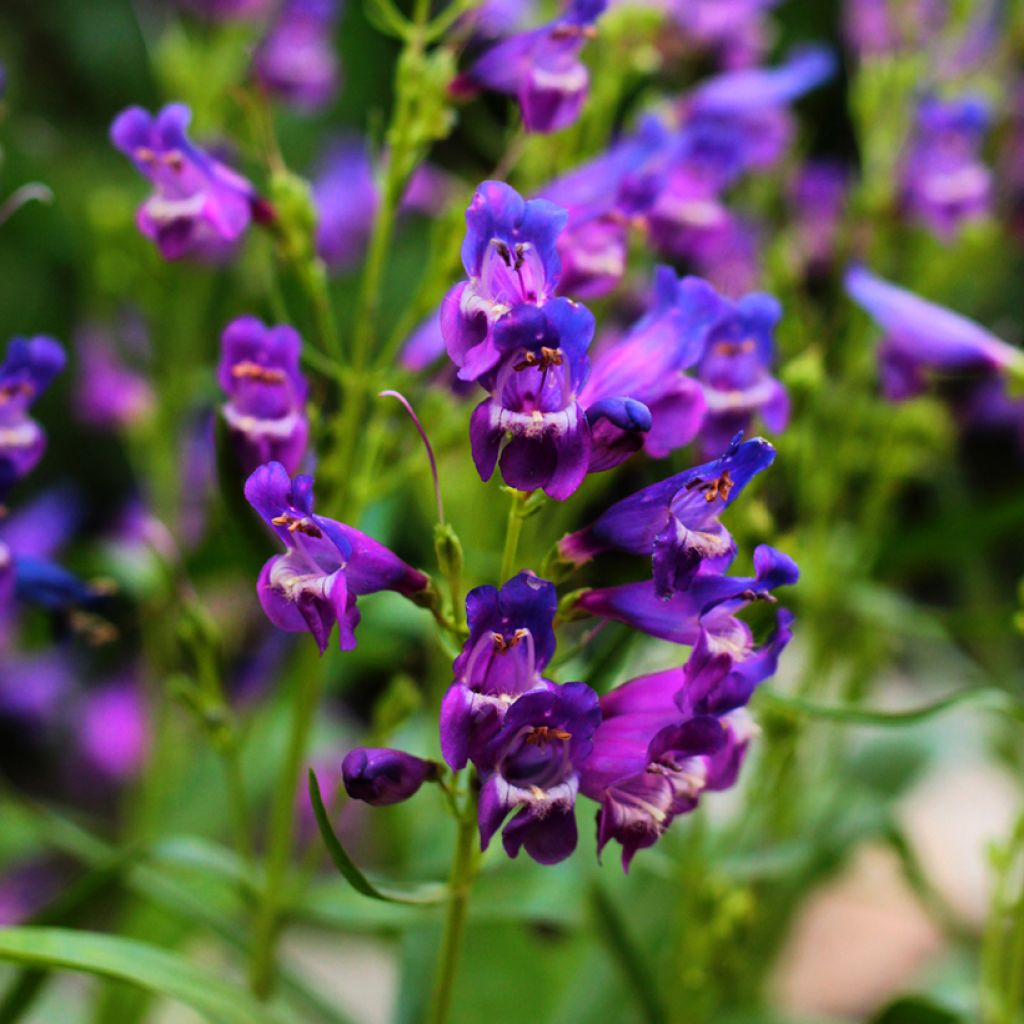 Pystypipo - Penstemon strictus