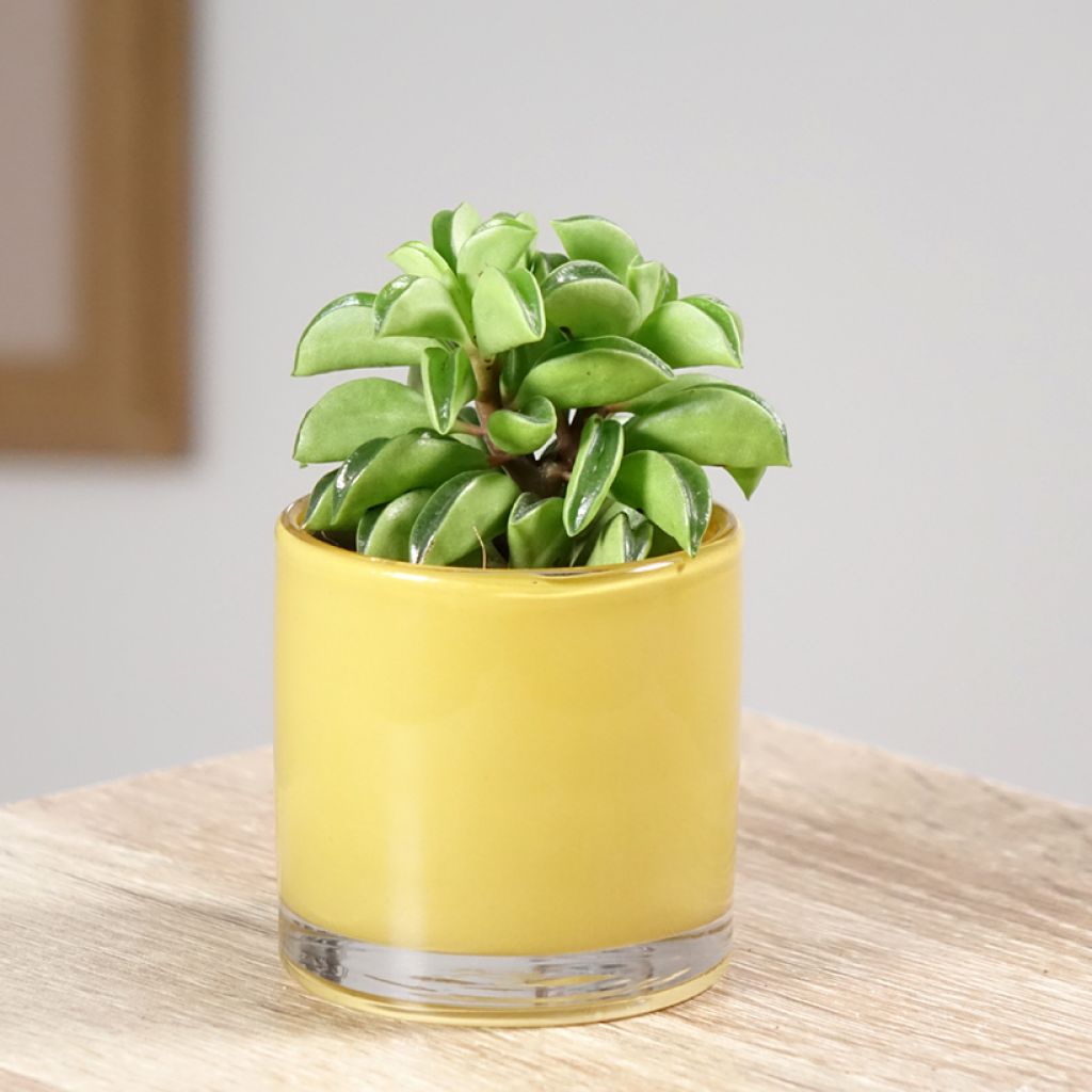 Peperomia dolabriformis Fire Sparks