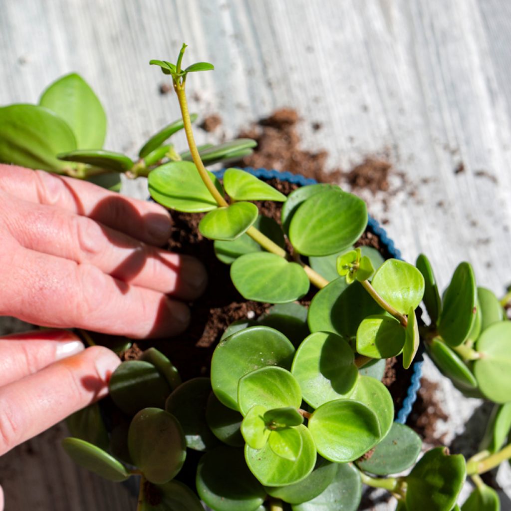 Peperomia Hope