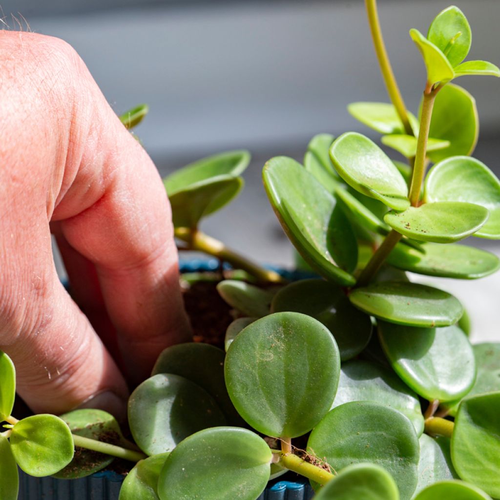 Peperomia Hope