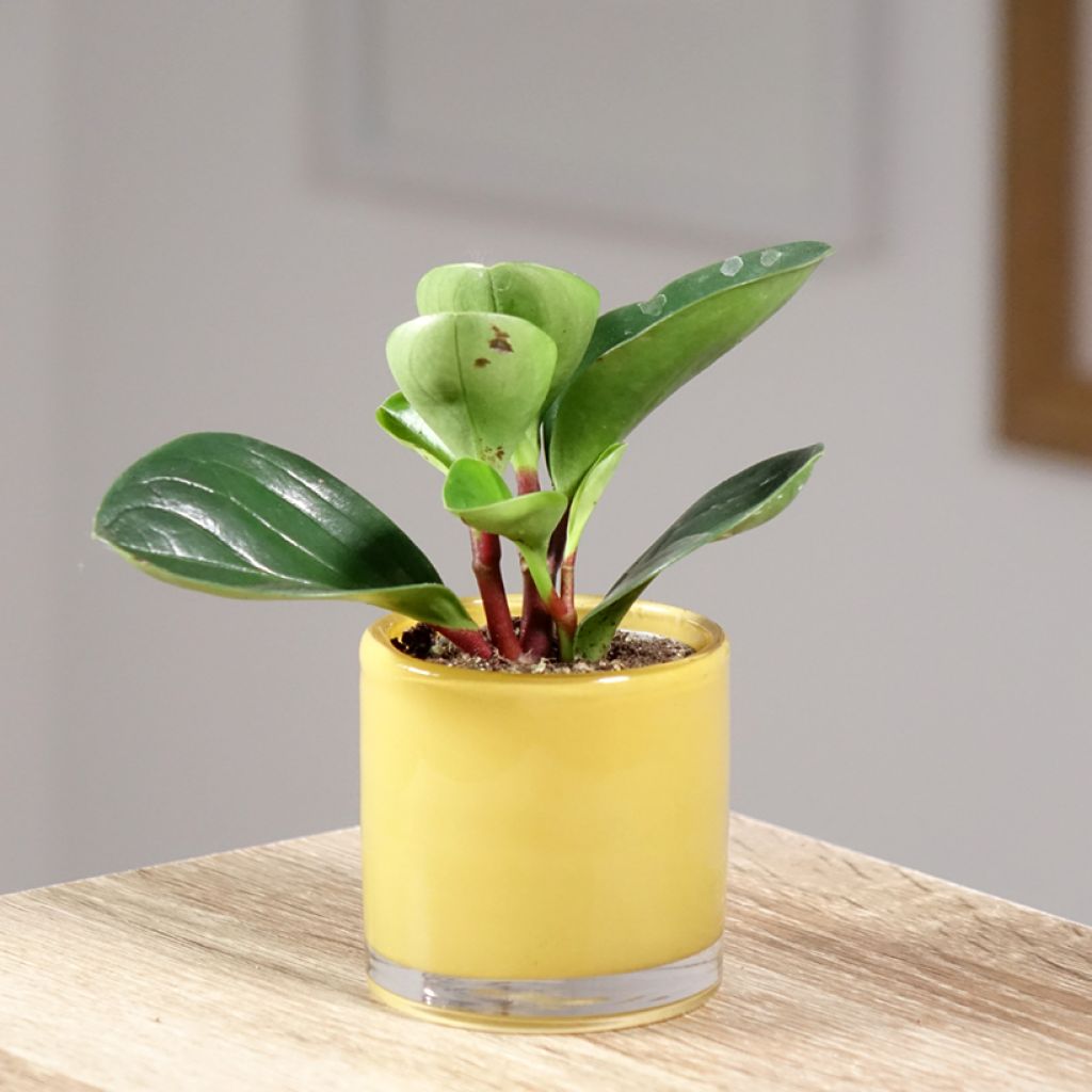 Peperomia obtusifolia Red Canyon