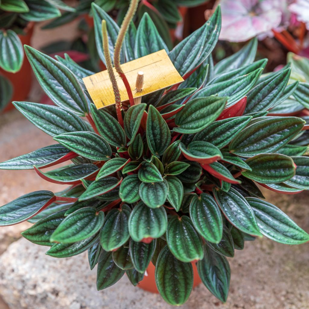 Uurremuori Eden Rosso