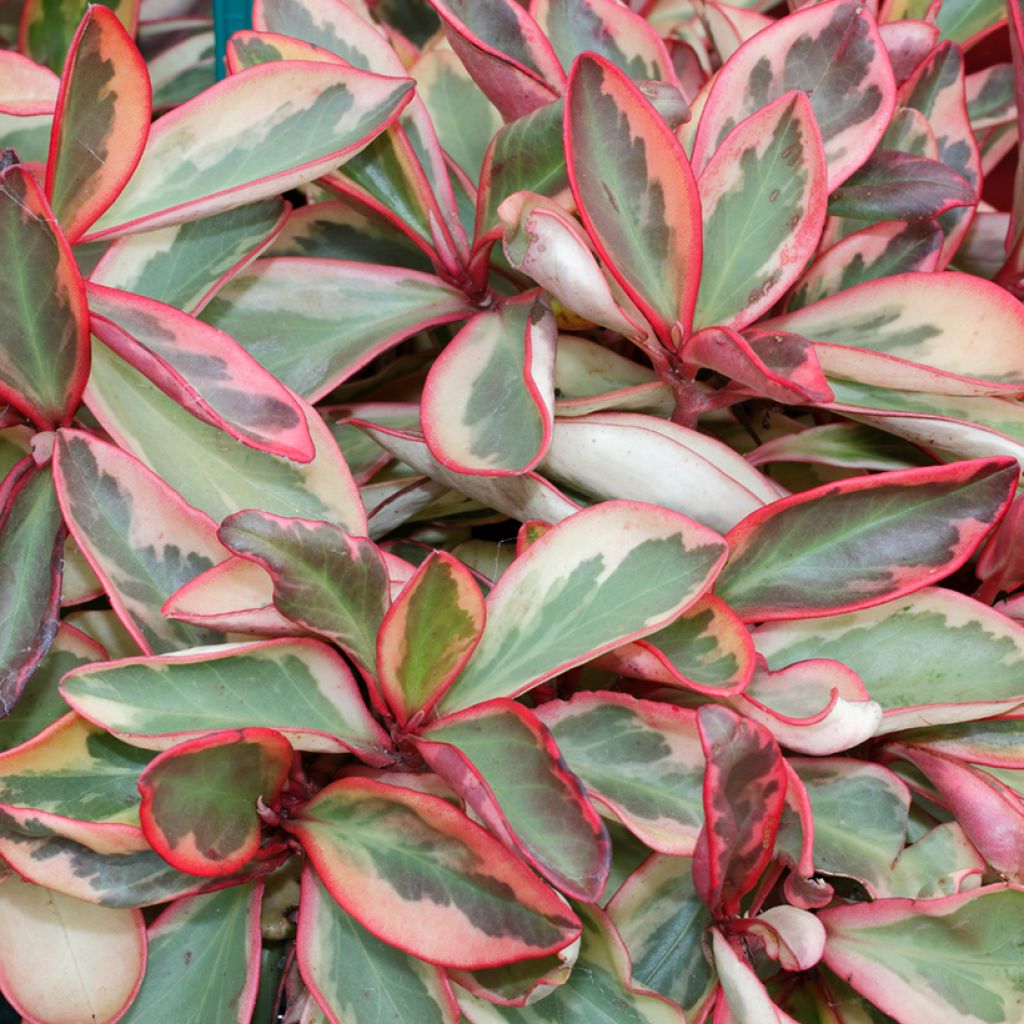 Kiiltomuori Red Margin