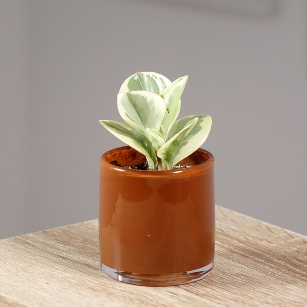 Peperomia obtusifolia Obtipan Bicolor