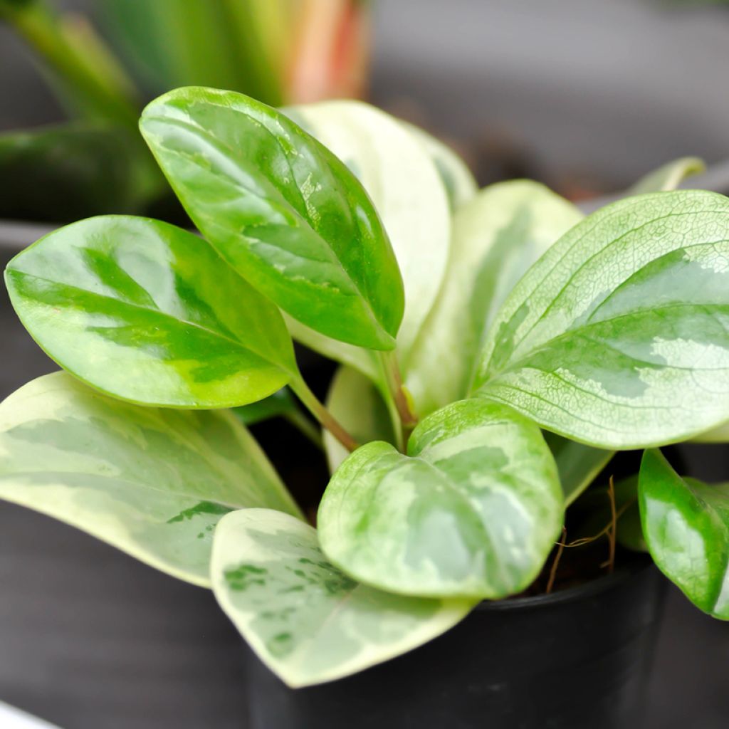 Peperomia obtusifolia Obtipan Bicolor