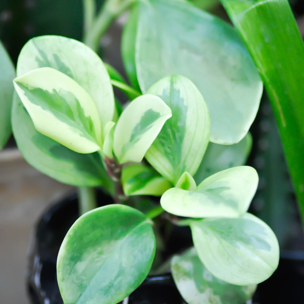 Peperomia obtusifolia Obtipan Bicolor