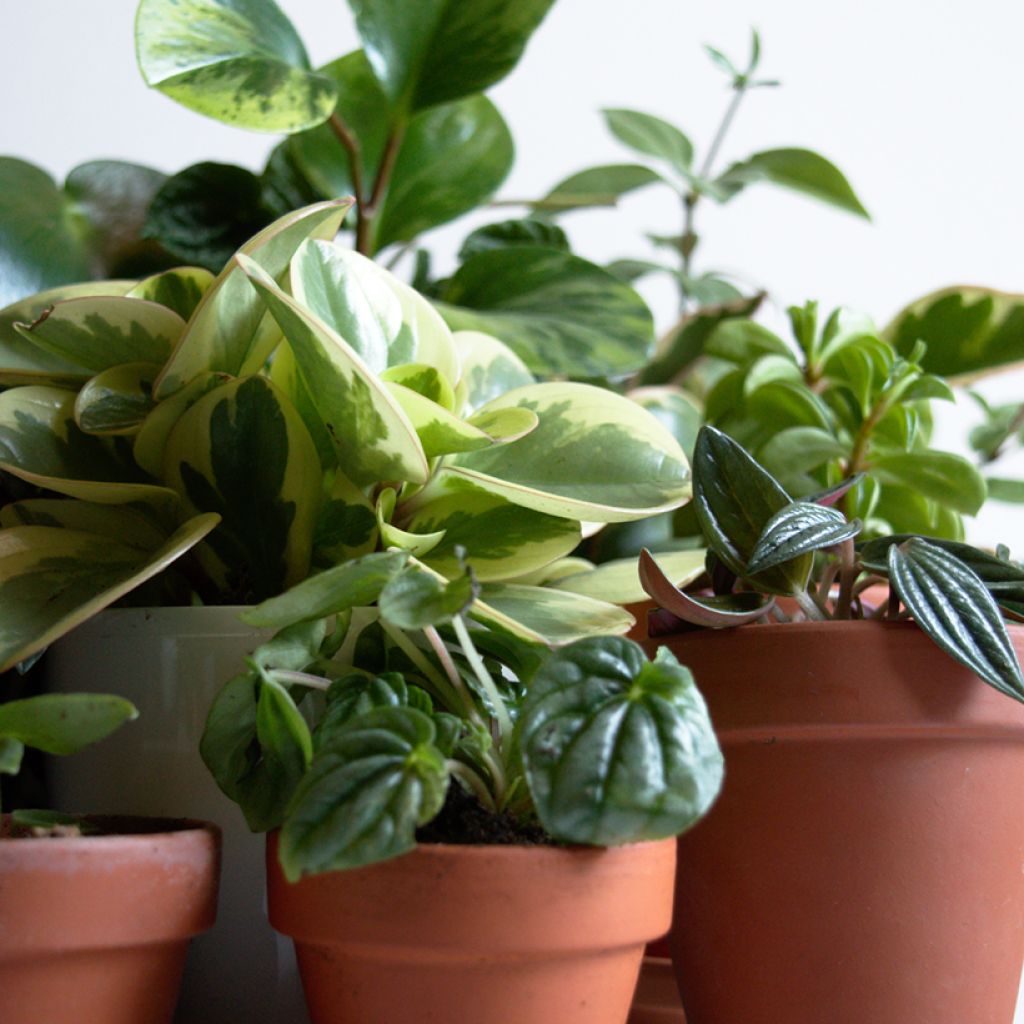 Peperomia obtusifolia Obtipan Bicolor