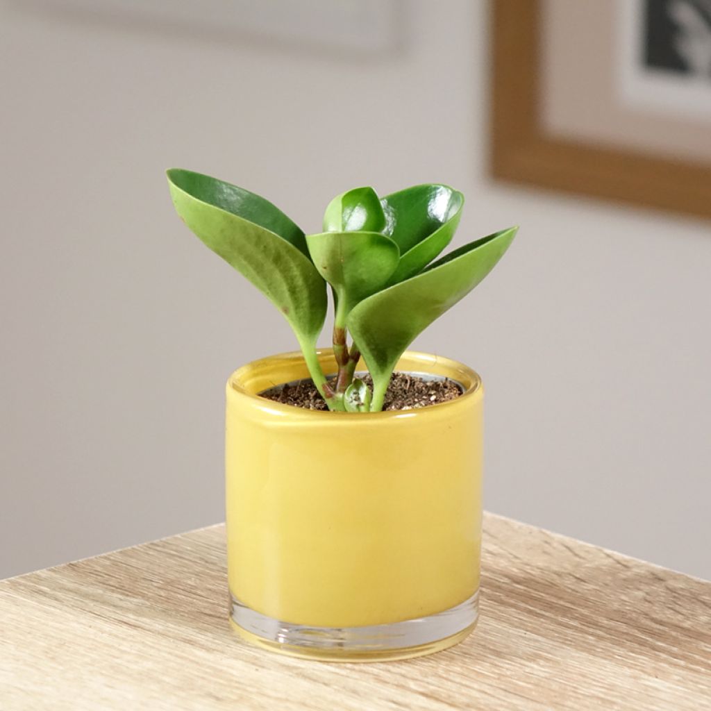 Peperomia obtusifolia Vihreä
