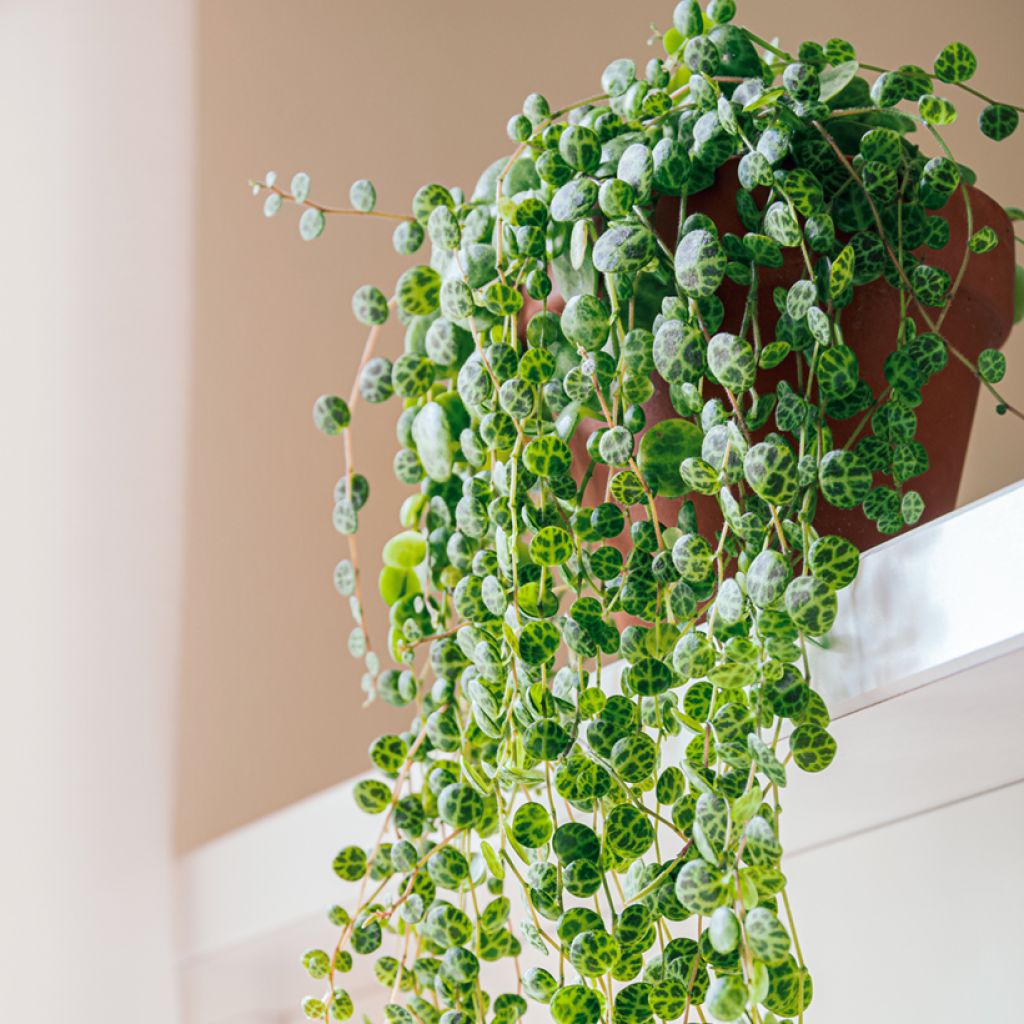 Muorinkukka - Peperomia prostrata