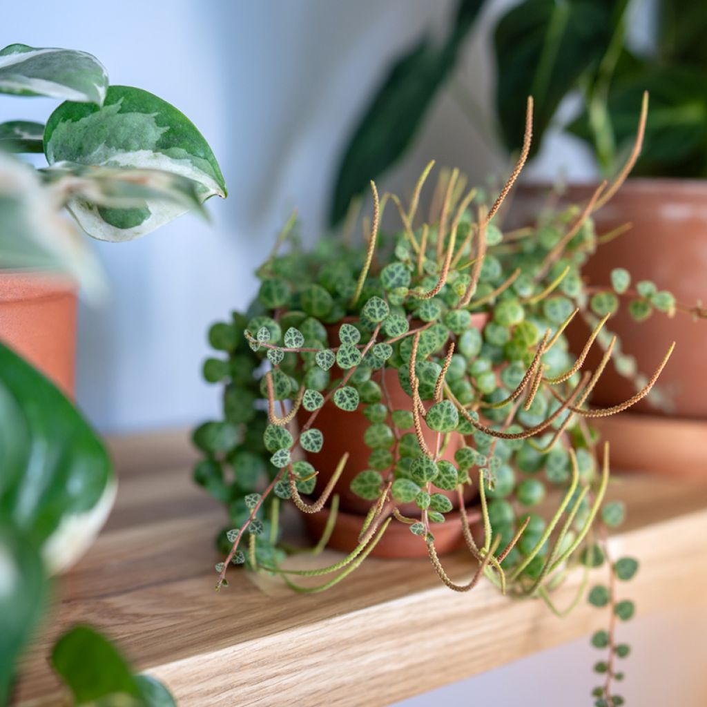 Muorinkukka - Peperomia prostrata