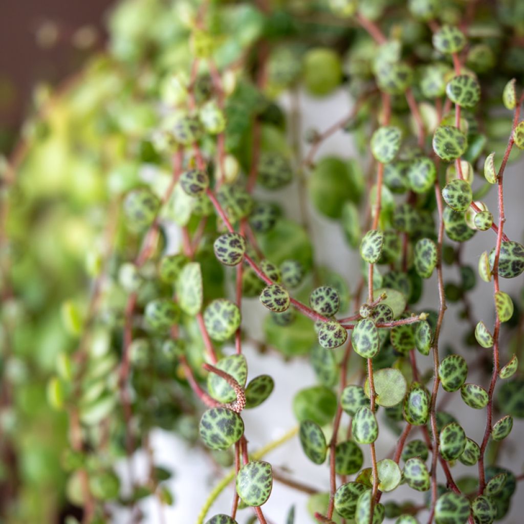 Muorinkukka - Peperomia prostrata