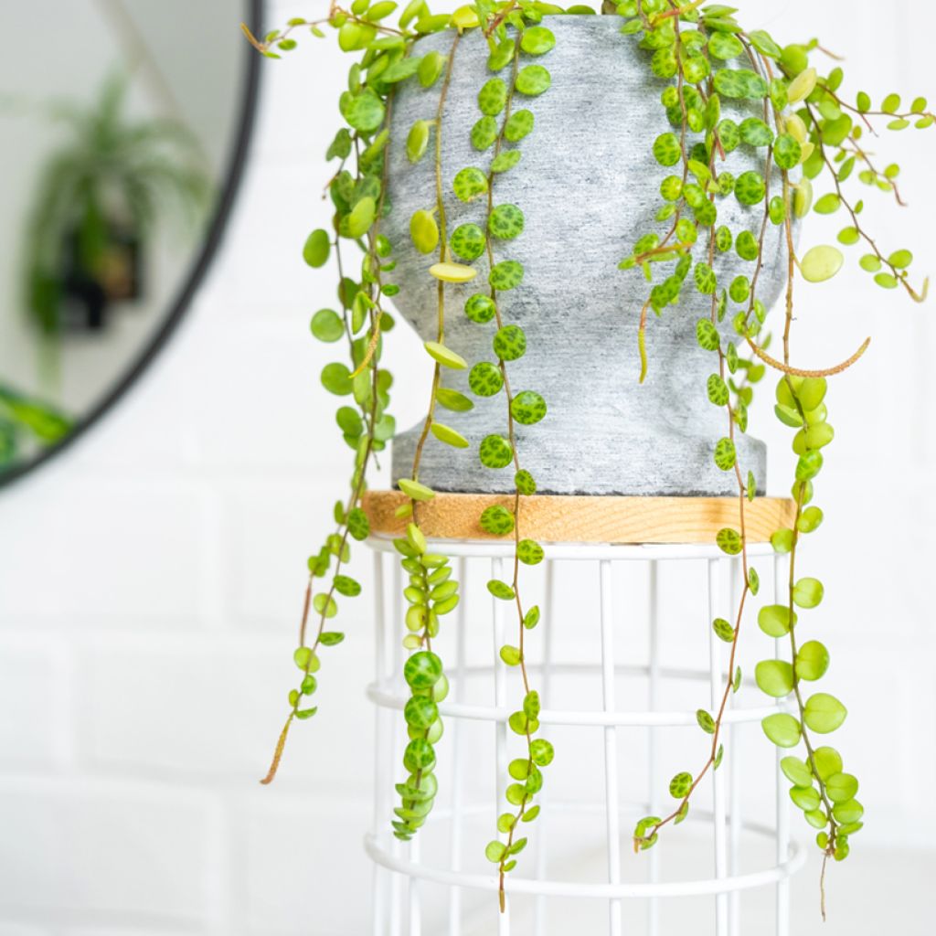 Muorinkukka - Peperomia prostrata