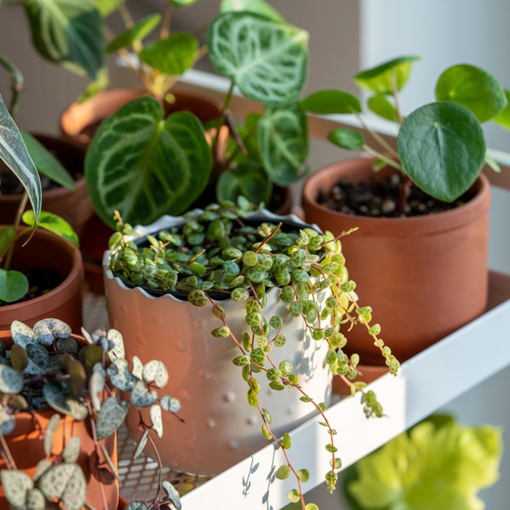 Muorinkukka - Peperomia prostrata