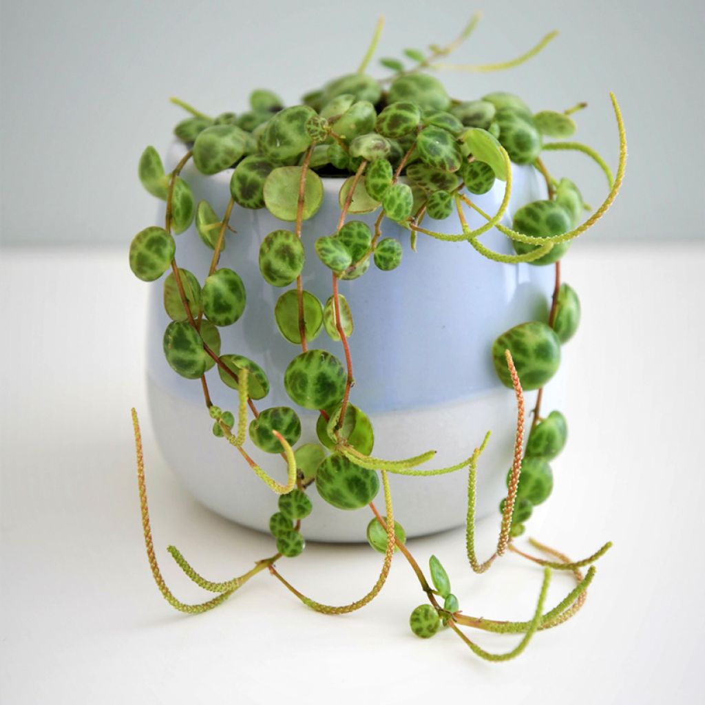 Muorinkukka - Peperomia prostrata