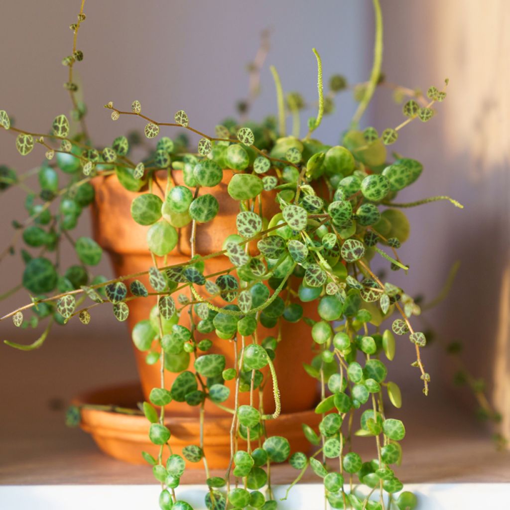 Muorinkukka - Peperomia prostrata