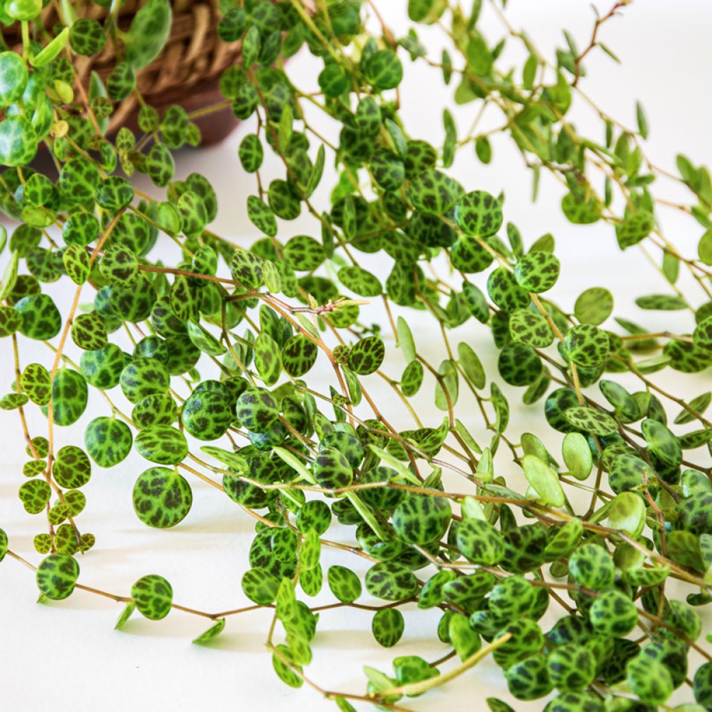 Muorinkukka - Peperomia prostrata