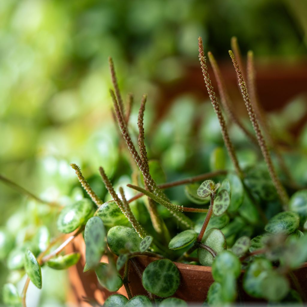 Muorinkukka - Peperomia prostrata