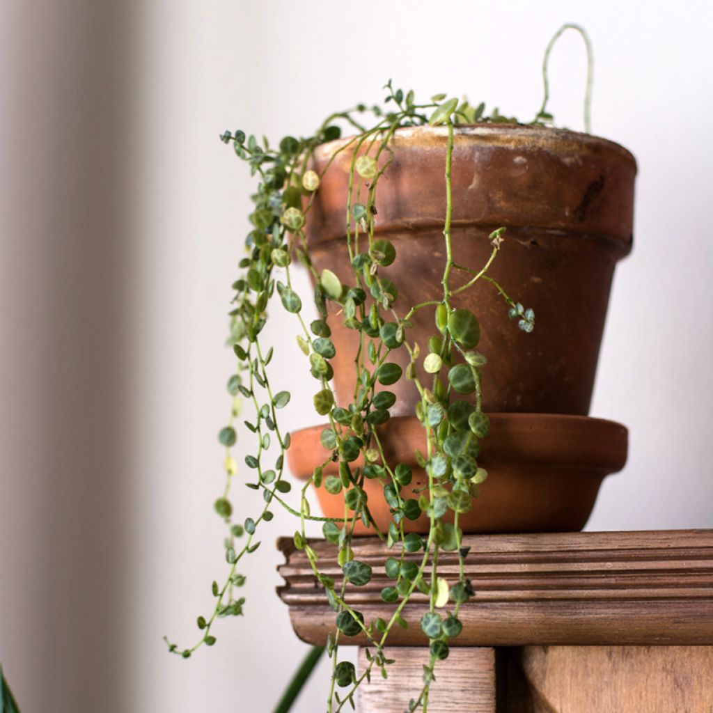 Muorinkukka - Peperomia prostrata