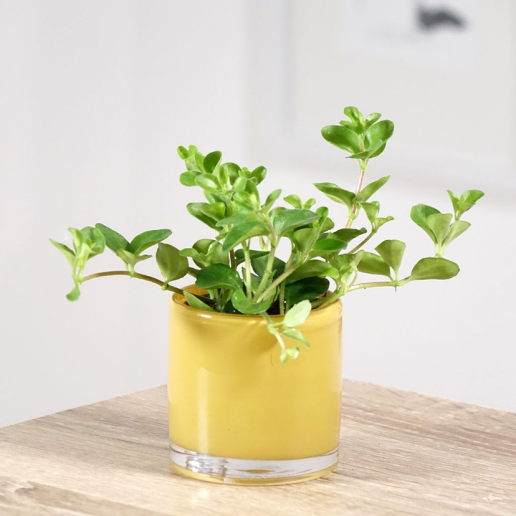 Pennimuori - Peperomia rotundifolia