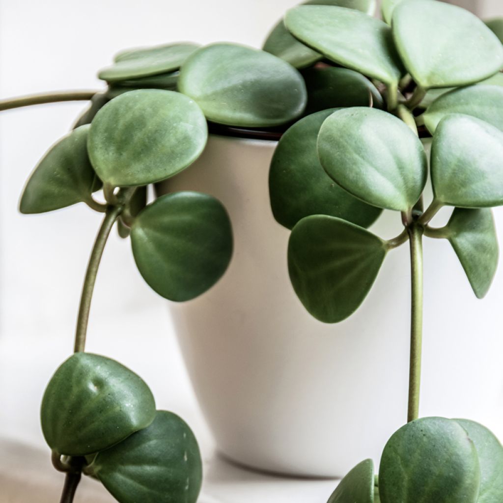 Pennimuori - Peperomia rotundifolia