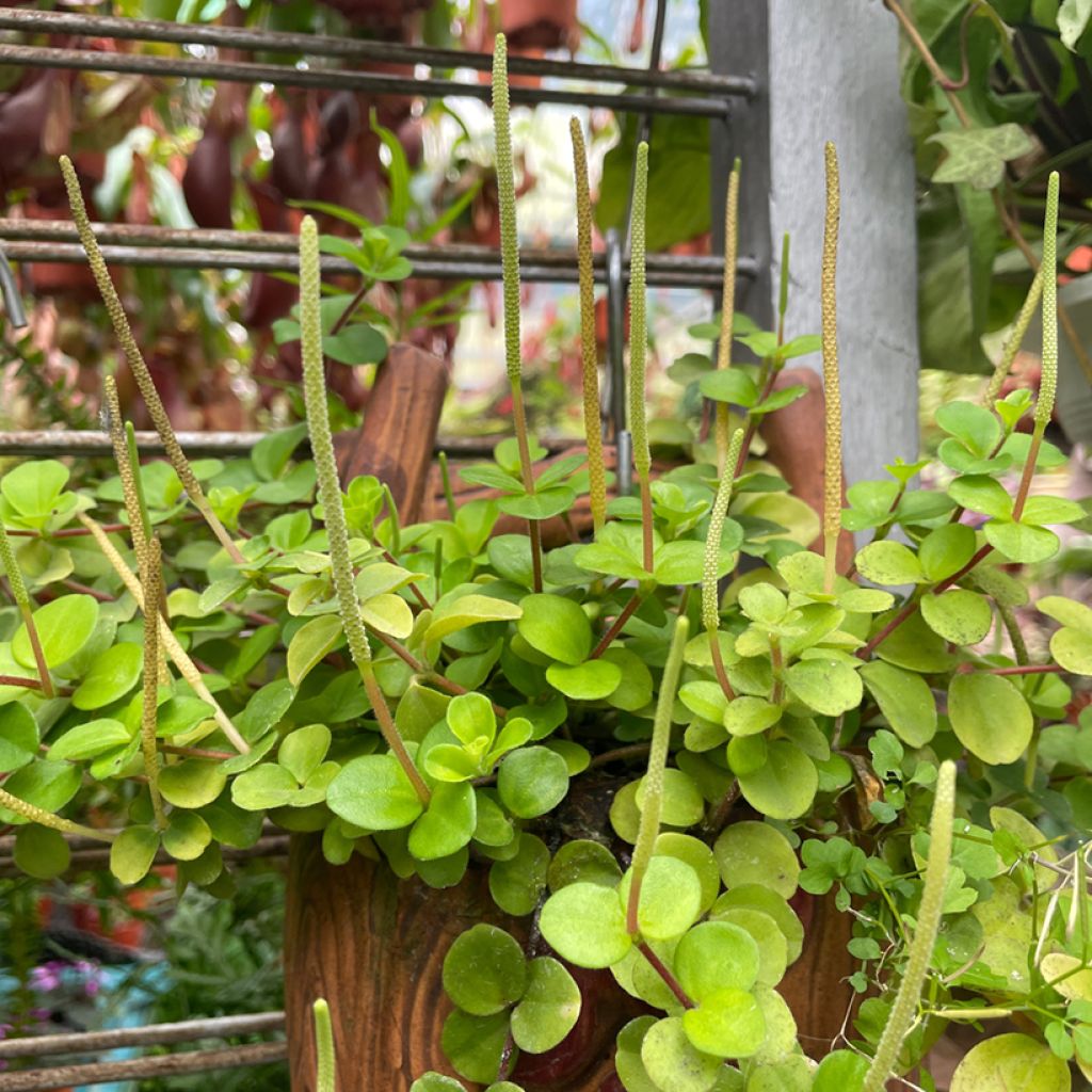 Pennimuori - Peperomia rotundifolia