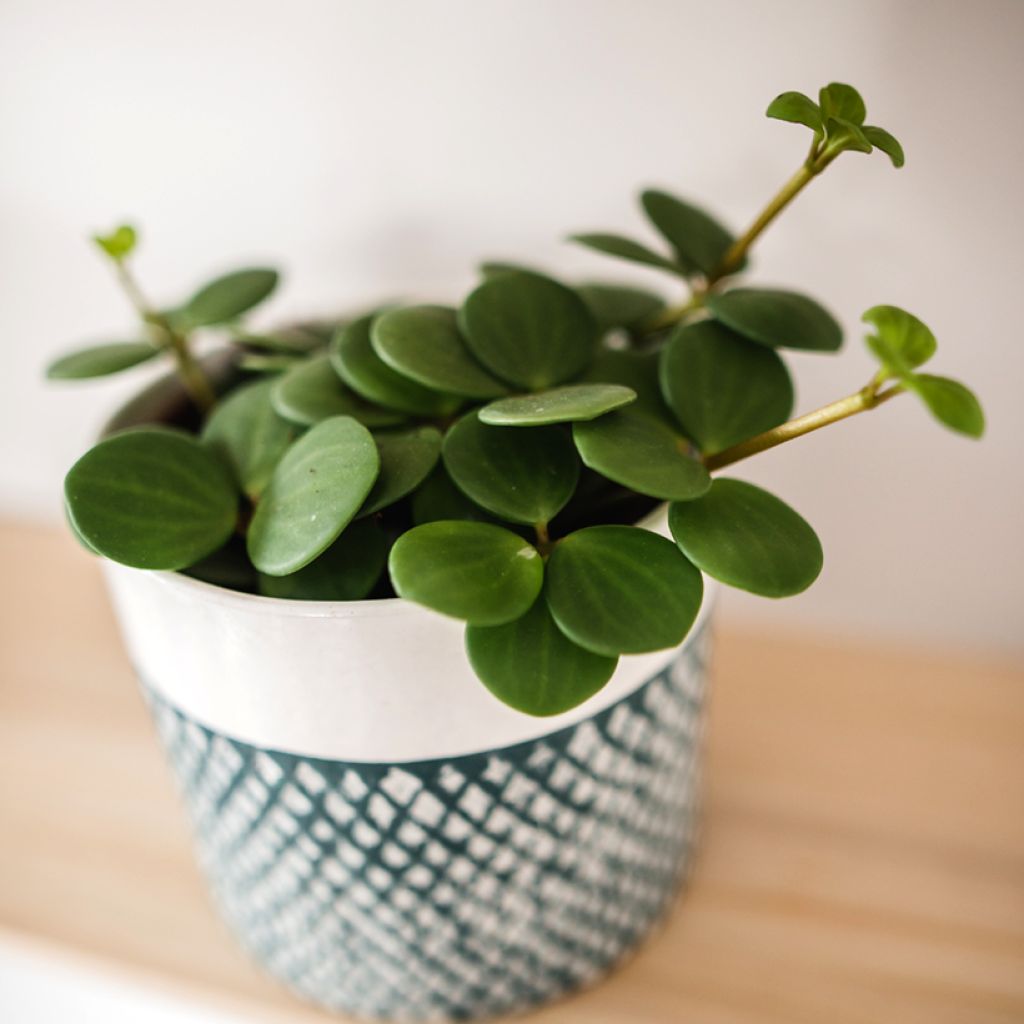Pennimuori - Peperomia rotundifolia