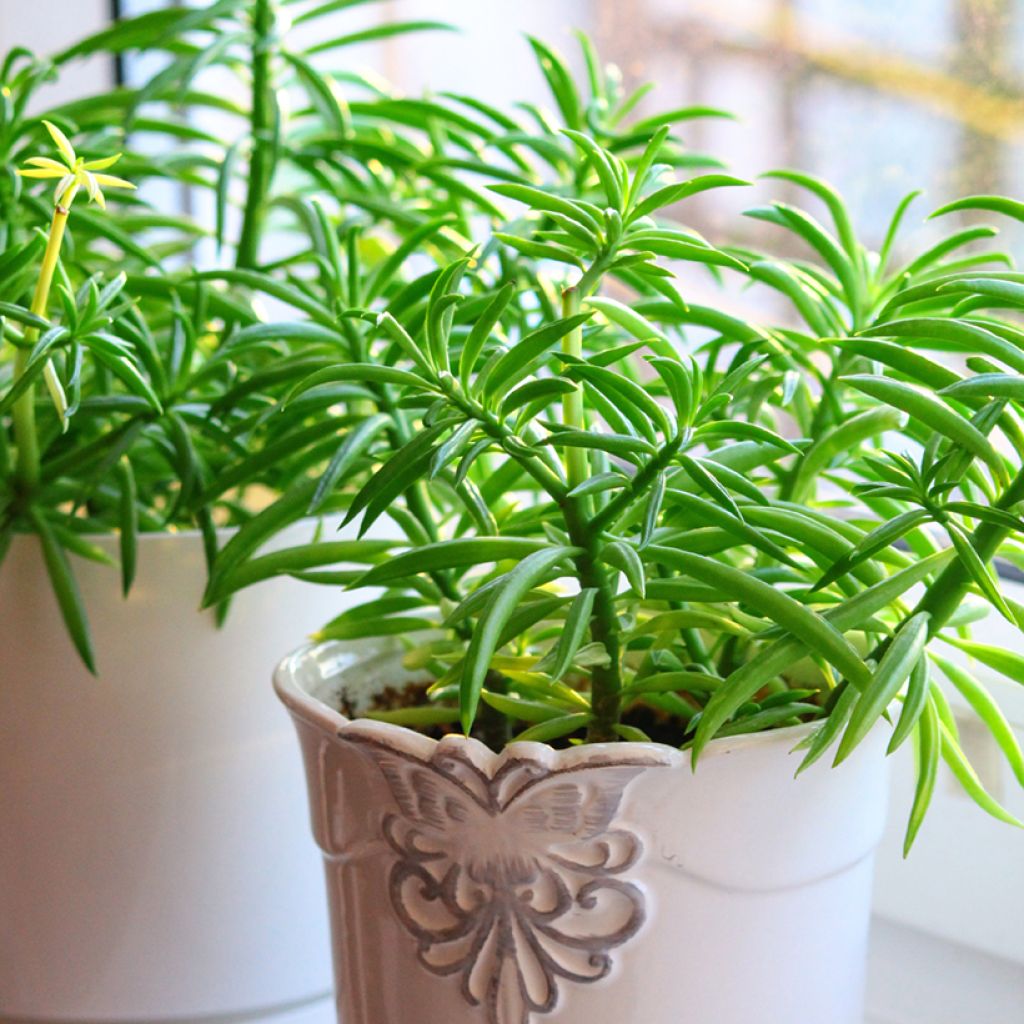 Peperomia ferreyrae Nevada