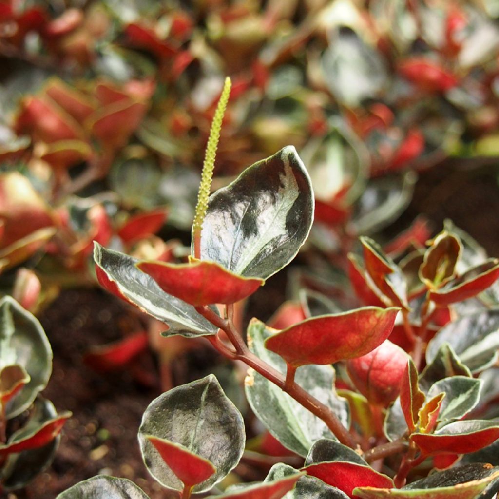 Metallimuori Colombiana